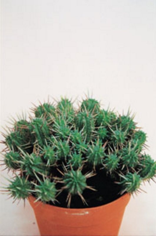 Euphorbia Submammilaris Minor.jpg